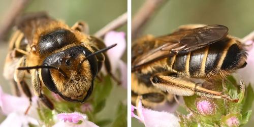 Réf. 345 989 : Andrena flavilabris